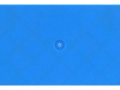 Flasque Contaclip - Pour borne de raccordement push-in 4 - 6 mm² - Bleu